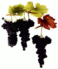 wein
